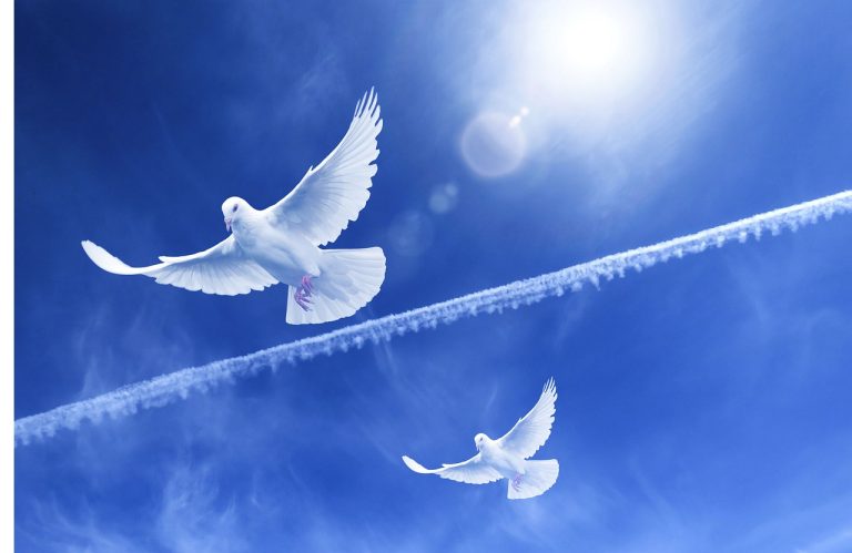 paloma, flight, peace